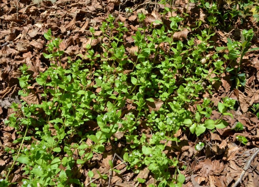 Santa Brigida (Val Brembana, BG):  Stellaria media